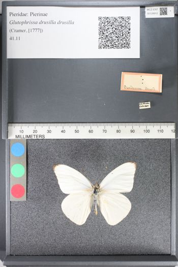 Media type: image;   Entomology 128912